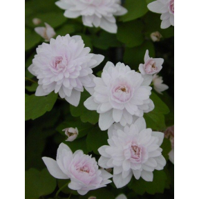 Anemonella thalictroides 'Cameo' - Cameo Rue Anemone