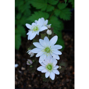 Anemonella thalictroides 'Lloyd's Big Bloomers' - Lloyd's Big Bloomers Rue Anemone