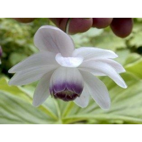 Anemonopsis macrophylla - False Anemone