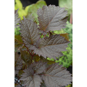 Astilbe x 'Chocolate Shogun' PP 26430 - Chocolate Shogun Hybrid Astilbe