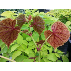 Begonia grandis 'Wildwood Purity' - Wildwood Purity Hardy Begonia
