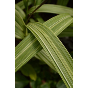 Bletilla striata 'Gotemba Stripes' (yellow striped) - Gotemba Stripes Hyacinth Orchid