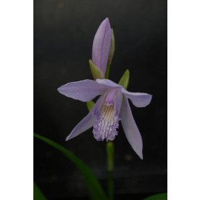 Bletilla striata 'Murasaki Shikibu' - Murasaki Shikibu Hyacinth Orchid