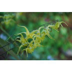 Epimedium lishichenii - Fairy Wings
