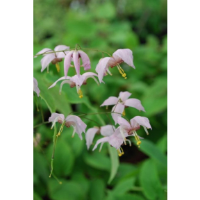 Epimedium x 'Enchantress' - Enchantress Fairy Wings
