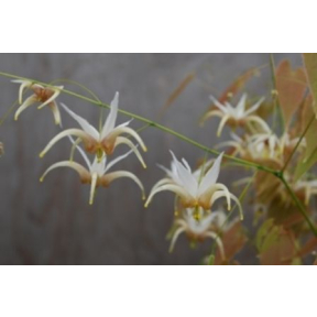 Epimedium x 'Space Invaders' - Space Invaders Fairy Wings