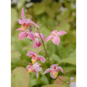 Epimedium x versicolor 'Cherry Tart' - Cherry Tart Fairy Wings