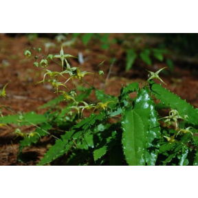 Epimedium sp. nov. 'Spine Tingler' - Spine Tingler Fairy Wings