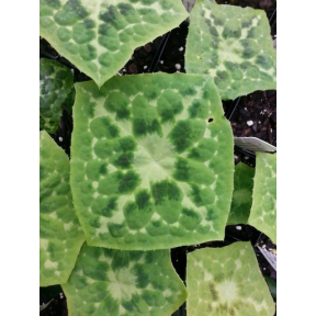 Podophyllum difforme 'Goyoren' - Galaxy Chinese Mayapple