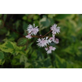 Thalictrum ichangense - Chinese Meadow Rue