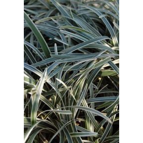 Ophiopogon planiscapus 'Haku Ryu Ko' - White Dragon Light Mondo Grass