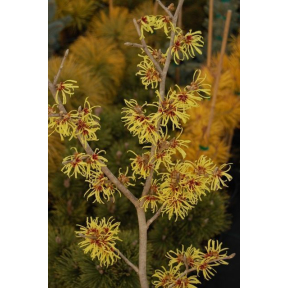 Hamamelis mollis 'Wisley Supreme' - Wisley Supreme Chinese Witch Hazel
