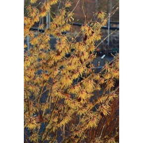 Hamamelis x intermedia 'Aurora' - Aurora Hybrid Witch Hazel