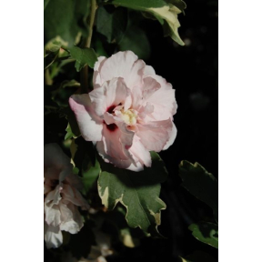 Hibiscus syriacus 'America Irene Scott’ PP 20579 - America Irene Scott Rose-of-Sharon
