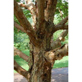 Corylus fargesii - Farges Hazelnut 