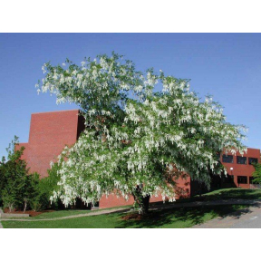 Cladrastis kentukea - American Yellowwood