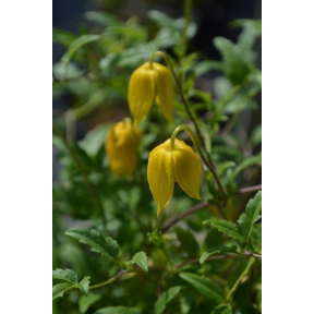 Clematis tangutica - Golden Clematis