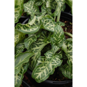 Arum italicum 'Winter White' - Winter White Italian Arum