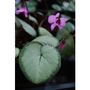 Cyclamen coum - Hardy Cyclamen