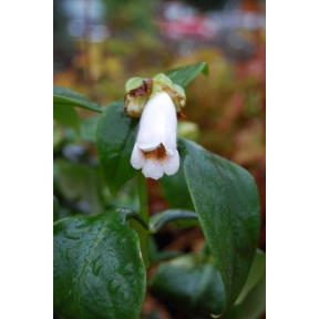 Hemiboea subcapitata - Glossy False Sinningia