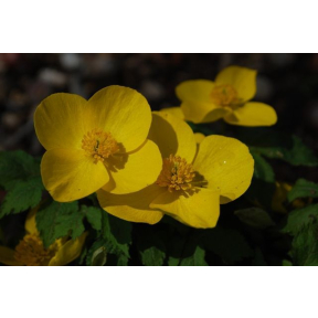 Hylomecon japonicum - Japanese Poppy