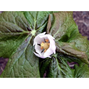 Podophyllum hexandrum 'Majus' (P. emodi) - Himalayan Mayapple