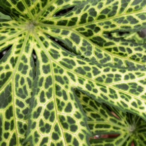 Syneilesis palmata 'Kikko' - Kikko Umbrella Plant