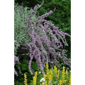 Buddleja alternifolia 'Argentea' - Argentea Alternate Leaf Butterfly Bush