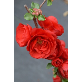 Chaenomeles speciosa ‘Scarlet Storm’ PP 20951 - Scarlet Storm Flowering Quince