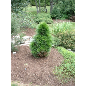 Sciadopitys verticillata 'Mike's Dwarf' - Mike's Dwarf Japanese Umbrella Pine