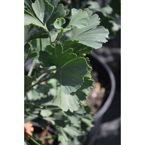 Ginkgo biloba 'Jagged Jade' - Jagged Jade Ginkgo