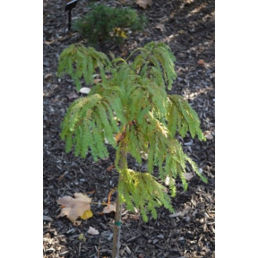 Taxodium distichum 'Gee Whiz' - Gee Whiz Bald Cypress