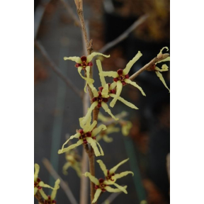 Hamamelis japonica var. obtusata - Japanese Witch Hazel