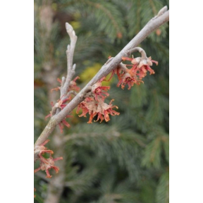 Hamamelis vernalis 'Lombarts Weeping' - Lombarts Weeping Vernal Witch Hazel