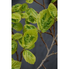 Hamamelis virginiana 'Green Thumb' - Green Thumb Common Witch Hazel