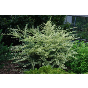 Ligustrum sinense 'Swift Creek' - Swift Creek Variegated Chinese Privet