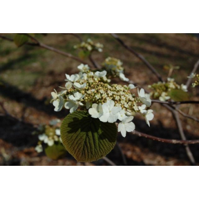 Viburnum alnifolium - Hobblebush