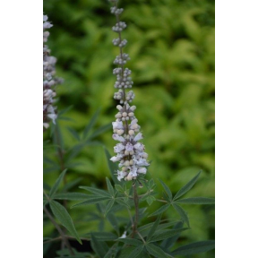 Vitex agnus-castus 'Blushing Spires' - Blushing Spires Chaste Tree