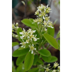 Amelanchier nantucketensis - Nantucket Serviceberry