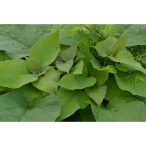 Catalpa bignonioides 'Nana' - Dwarf Southern Catalpa