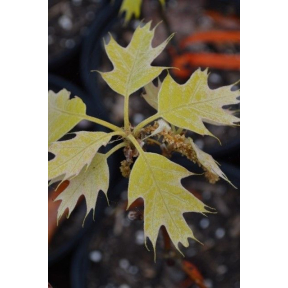 Quercus rubra 'Golden Dragon' - Golden Dragon Northern Red Oak