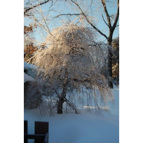 Styrax japonicus 'Carillon' ('Shidare') - Carillon Weeping Japanese Snowbell