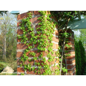 Parthenocissus tricuspidata 'Lowii' - Low's Boston Ivy
