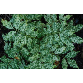 Wisteria sinensis 'Variegata' - Variegated Chinese Wisteria