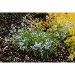 Amsonia ciliata var. filifolia 'Georgia Pancake' - Georgia Pancake Blue Star