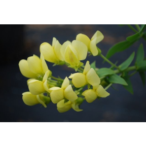 Baptisia leucophaea 'Butterball' - Butterball False Indigo