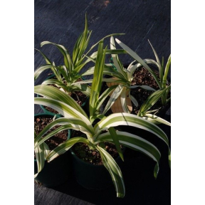 Hemerocallis fulva 'Kwanso Variegata' - Tawny Daylily