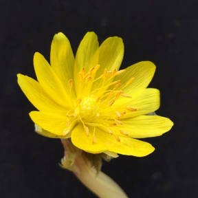 Adonis amurensis - Amur Adonis