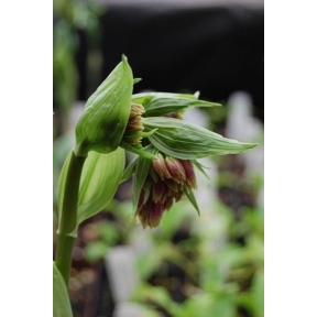 Disporum cantoniense (Red Flowered Form) - Chinese Fairy Bells