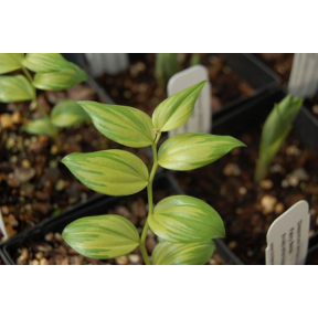 Disporum smilacinum 'Koganetsuki' - Koganetsuki Japanese Fairybells